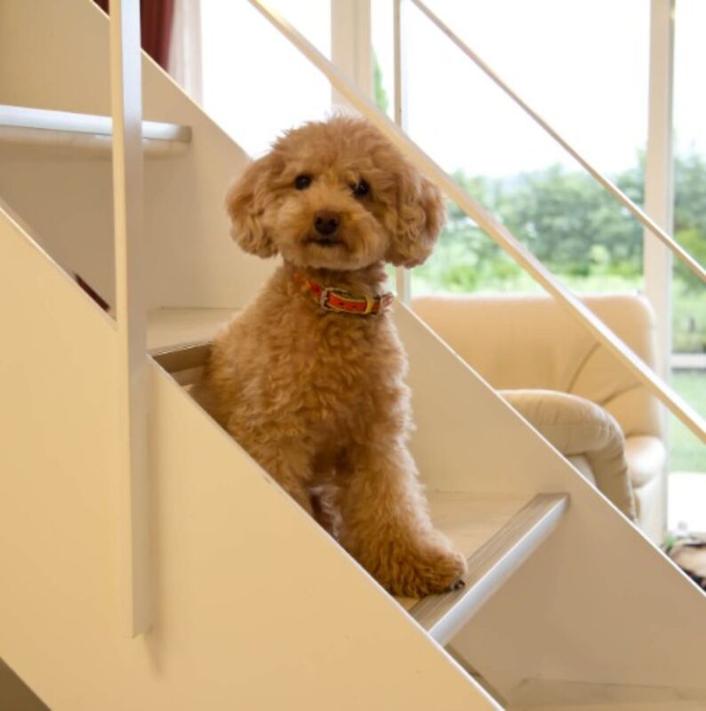 階段で遊ぶ犬